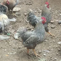 خروس امریکایی