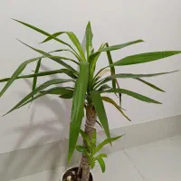 گل طبیعی|گل و گیاه طبیعی|شیراز, دارالرحمه|دیوار