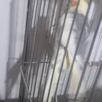 عروس ابلغ یک ساله