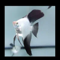 ماهی زینتی|ماهی|سبزوار, پیام|دیوار