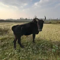 ورزا چالوسی گاو لیشه|حیوانات مزرعه|سنگر, |دیوار