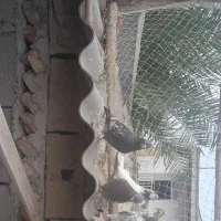 کبوتر|پرنده|سیمین شهر, |دیوار