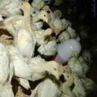 نیمچه بوقلمون بیوتی