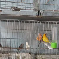 قناری نر مست و ماده آماده|پرنده|بوشهر, |دیوار