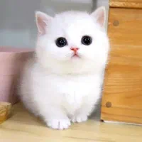 گربه بریتیش