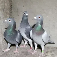 مسافتی نامبروان