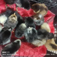 جوجه سلطان  گوپن سه روزه 19عدد