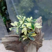 گل های اپارتمانی|گل و گیاه طبیعی|خوی, |دیوار