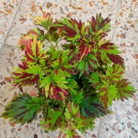 گل.|گل و گیاه طبیعی|خرم‌آباد, |دیوار