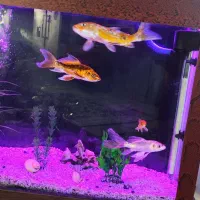 آکواریوم با کل امکانات