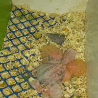 طوطی برزیلی رنگ خاص|پرنده|محمدیه-قزوین, |دیوار