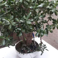 بنسای کراسولا اواتا ۴۰ و۳۰ ساله|گل و گیاه طبیعی|رشت, باهنر|دیوار