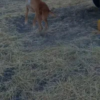 واگزاری سگ نگهبان|سگ|کرمانشاه, |دیوار