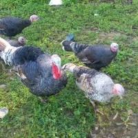 یک بوقلمون نر و  دو ماده