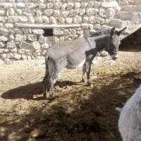 خر یا الاغ