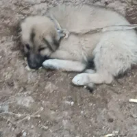 توله سرابی معاوضه با قدرجانی