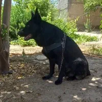 واگذاری ژرمن سایز ریز