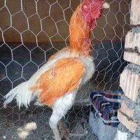 خروس لاری افغان