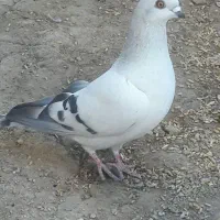 کبوتر شامی گچی اصل