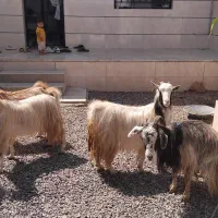 بز جوان چاق و چله