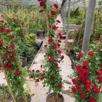 گل‌های رونده و معطر