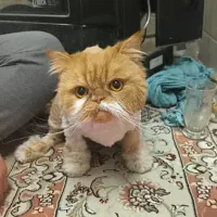 واگذاری گربه پرشین