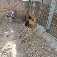 تخم نطفه دار گلین محلی اصیل|حیوانات مزرعه|کرج, شهرک رضوانیه|دیوار