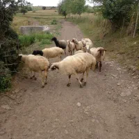 فروش گوسفند