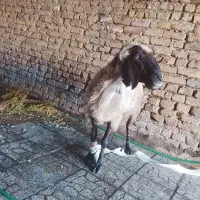 گوشت بره شیشک