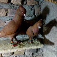 نرماده سرخ استوره و نرماده زردوسرخ
