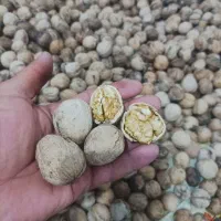 گردو کاغذی درشت
