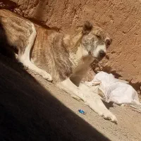 واگذاری حیون نر وماده|سگ|تربت جام, جلگه موسی آباد|دیوار