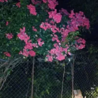 اجاره-منزل-حیاط-دار