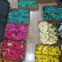 جوجه‌ رنگی