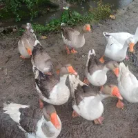 تعدادی غاز نر بفروش میرسد 