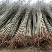 نهال کبوده  اصلاح شده مقاوم به خشکی|خدمات باغبانی و درختکاری|محمدیه-قزوین, |دیوار