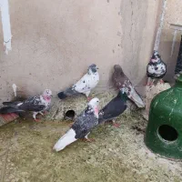 کفتر گرویی قم|پرنده|تهران, منیریه|دیوار