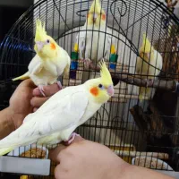 یه جفت طوطی عروس مولد معاوضه با فنچ