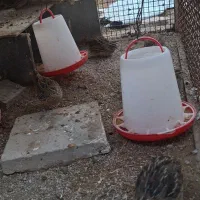 فروش بلدرچین