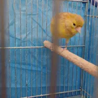 قناری ماده|پرنده|ساوه, |دیوار