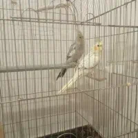 دو عدد عروس هلندی نر و ماده