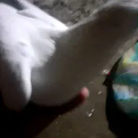 کبوتر فروشی‌ ۳ تا ۸۰۰۰۰۰۰تومان