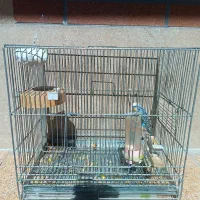 مرغ عشق با قفس
