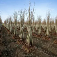 فرصتی برای احداث باغ صنوبر هدیه برای خریداران عمده