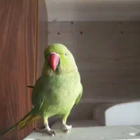 طوطی ملنگو سخنگو