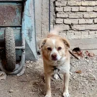 واگذاری سگ پاپی