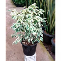 گل آپارتمانی بنجامین سیلور و بلک