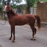 مادیان 2 نیم ساله وارداتی