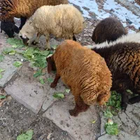 بره|حیوانات مزرعه|فلاورجان, |دیوار