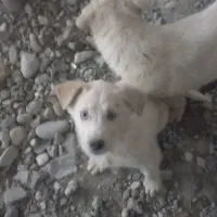 سگ هاسگی
